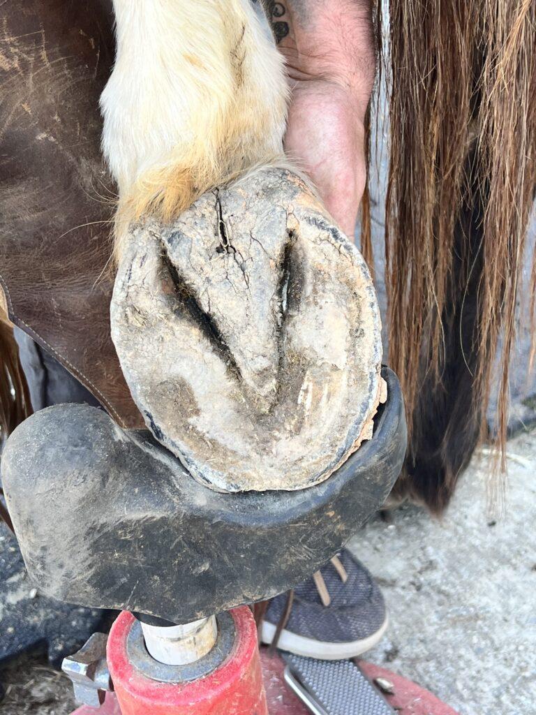 Bryan McCord-Mobile Farrier Service Atlanta, Georgia and Surrounding Areas