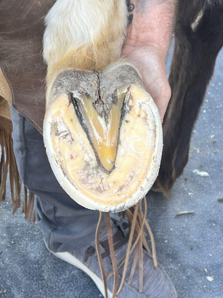 Bryan McCord-Mobile Farrier Service Atlanta, Georgia and Surrounding Areas