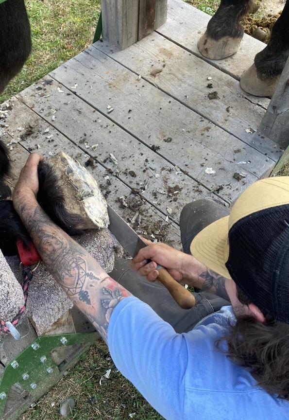 Bryan McCord-Mobile Farrier Service Atlanta, Georgia and Surrounding Areas