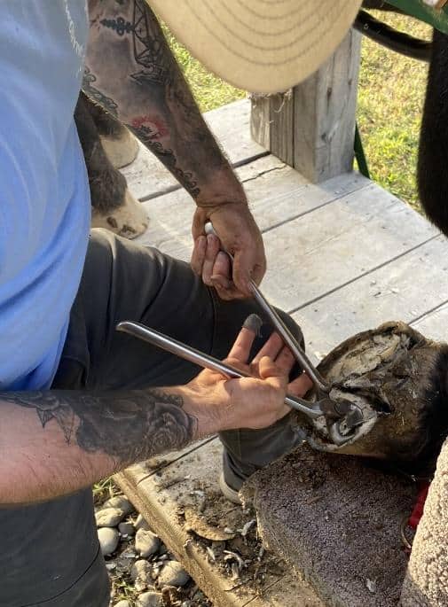 Bryan McCord-Mobile Farrier Service Atlanta, Georgia and Surrounding Areas